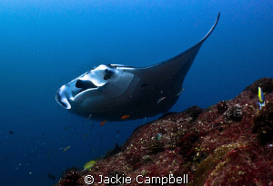 Peek a boo.....
Manta playing with divers at a cleaning ... by Jackie Campbell 